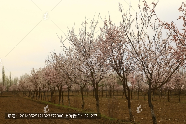 春天的杏花園