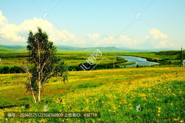 一棵白樺樹,河流