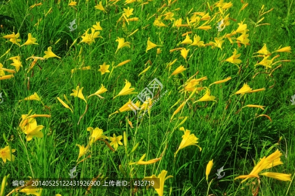 黃花菜,野百合素材