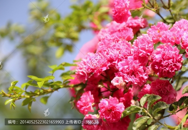 薔薇鬧春
