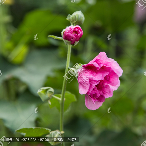 蜀葵