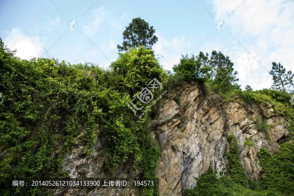 巖石山上的松樹