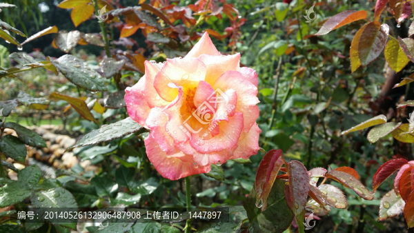 玫瑰花