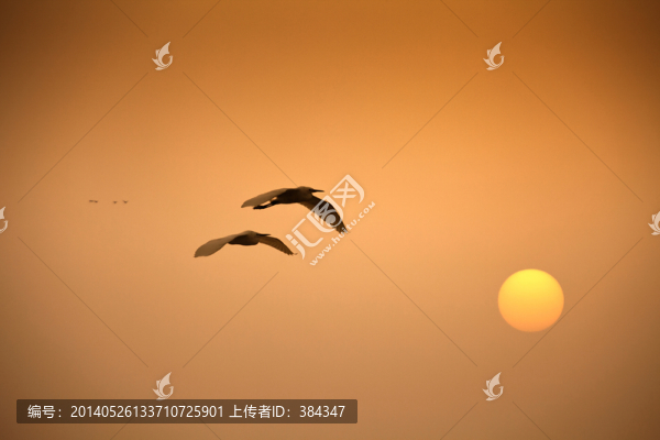 回歸愛巢的白鷺