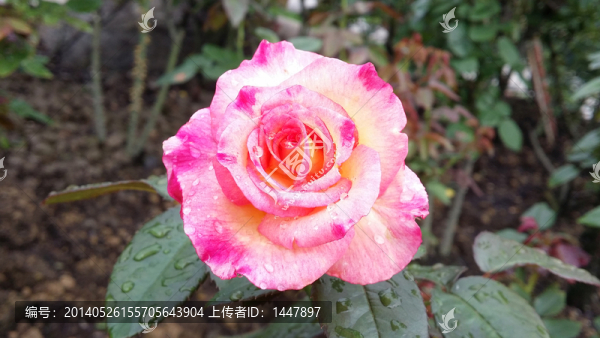 玫瑰花