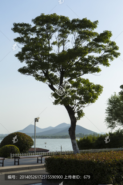 樹
