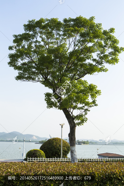 景觀樹