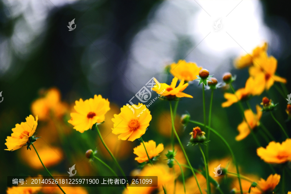 枝葉花草果實（高清）