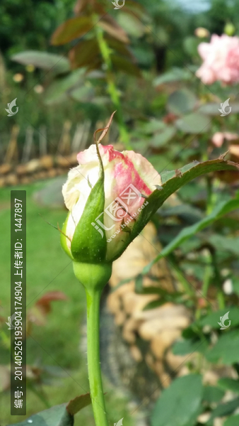 玫瑰花