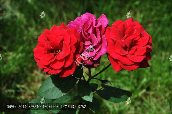 月季花