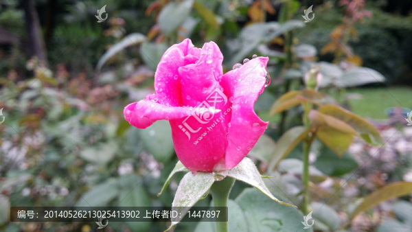 玫瑰花
