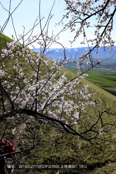 山野