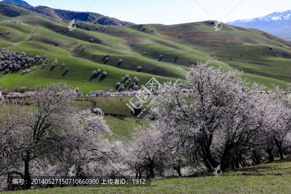 山花爛漫