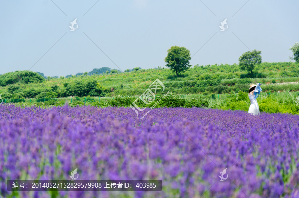 薰衣草花田