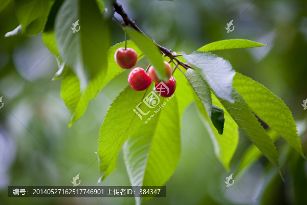 櫻桃紅了