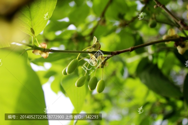 山茱萸