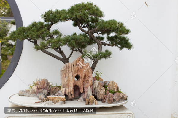 盆景,奇石,園藝,藝術,戶外