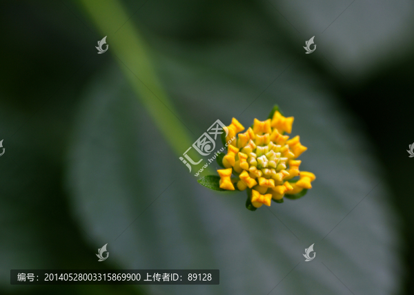 五色梅蓓蕾