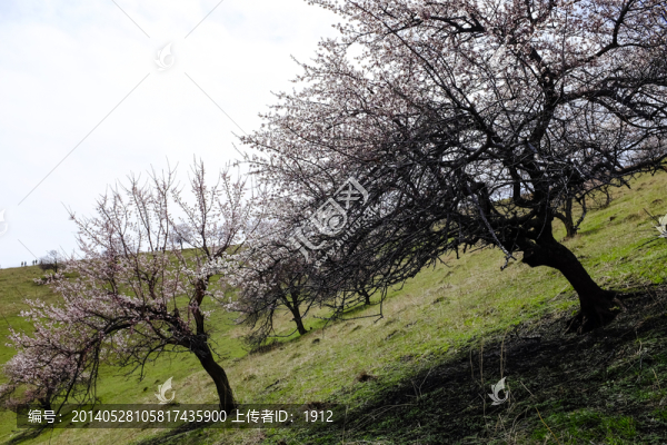 山花爛漫
