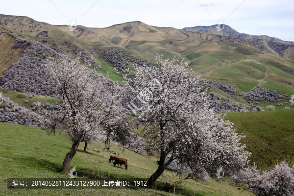 野生杏樹(shù)