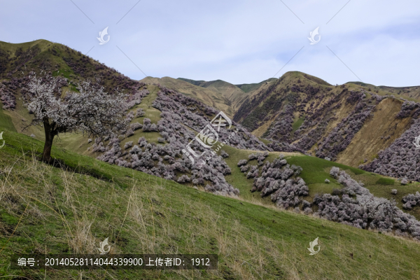 山坡