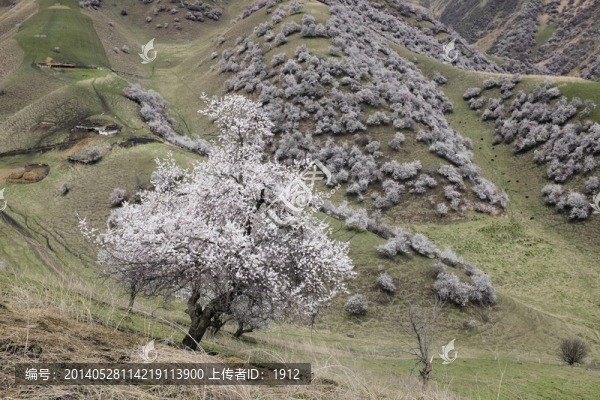 山花爛漫