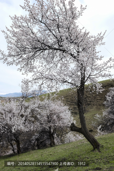 山花爛漫