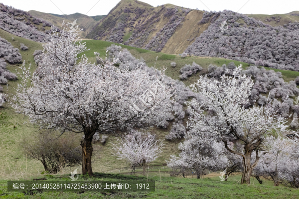 山花爛漫