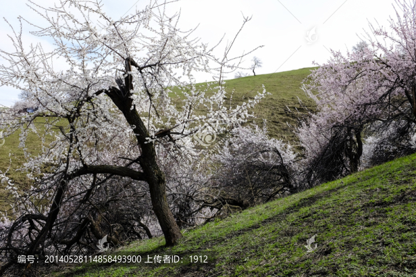 山花爛漫
