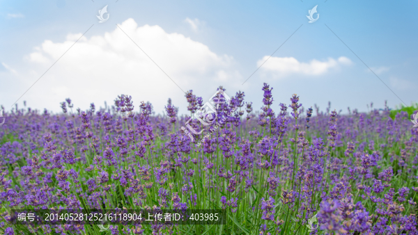 薰衣草花田