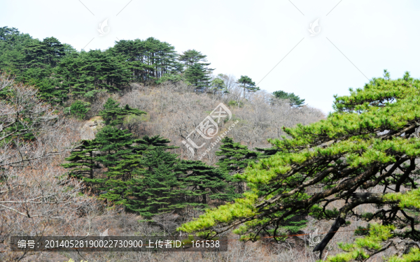 安徽黃山松樹