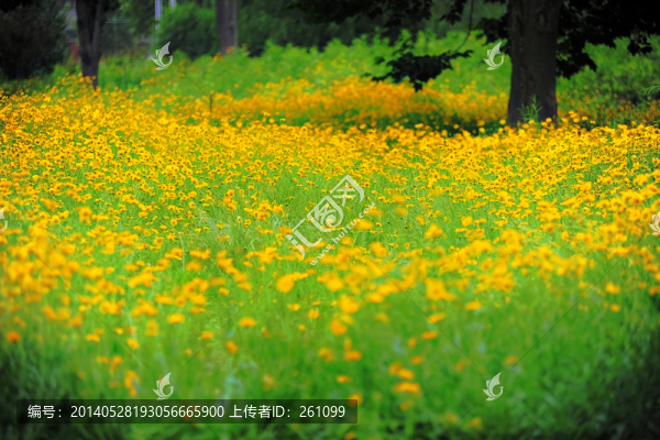 花叢（高清）