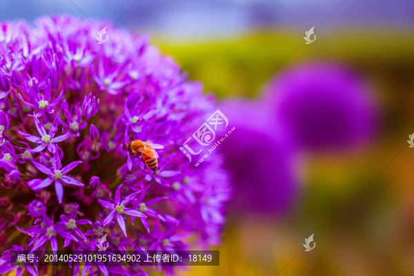 采蜜的蜂