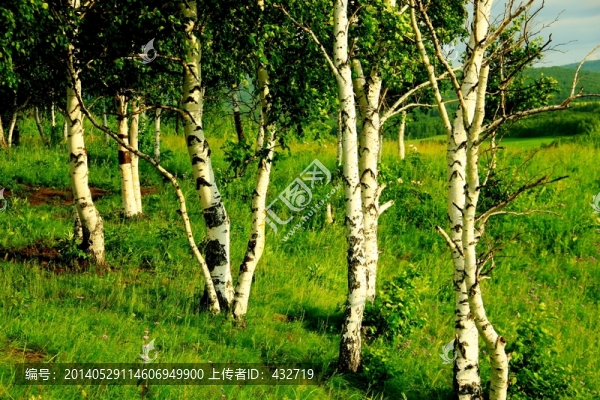 白樺樹,白樺林