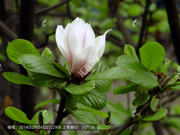玉蘭花