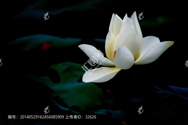 白荷