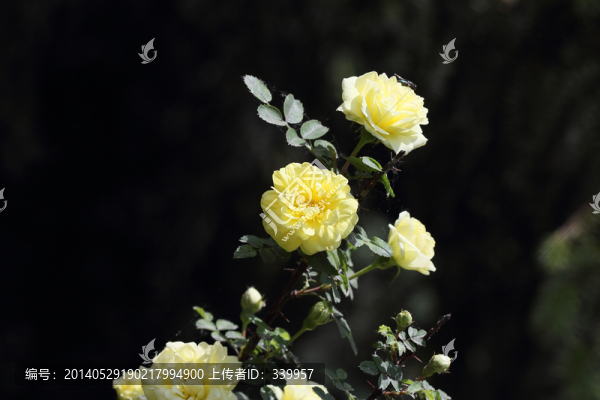 玫瑰花