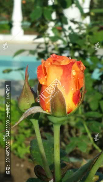 玫瑰花
