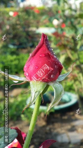 玫瑰花