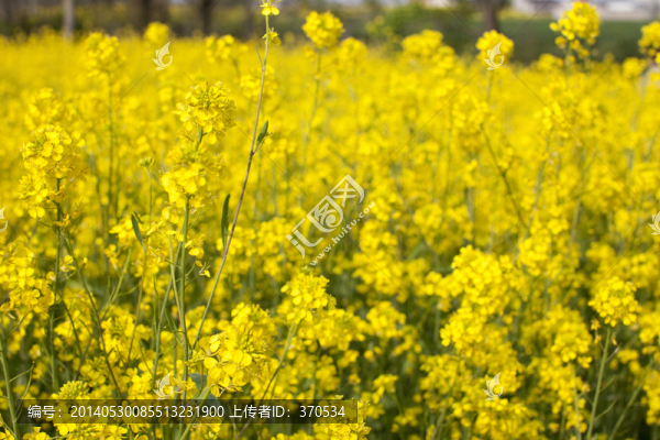 油菜花,金黃,花卉,植物,踏青