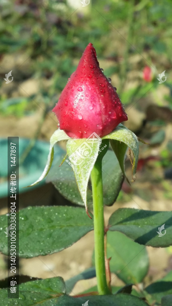 玫瑰花