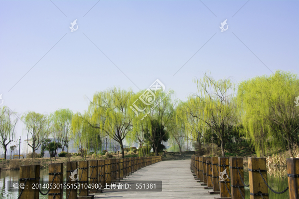 柳樹