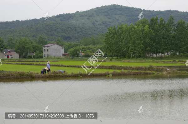 水鄉(xiāng)播種,插秧季節(jié)