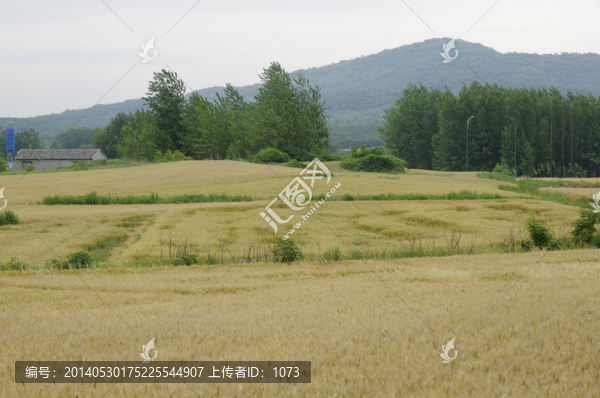 麥田成熟