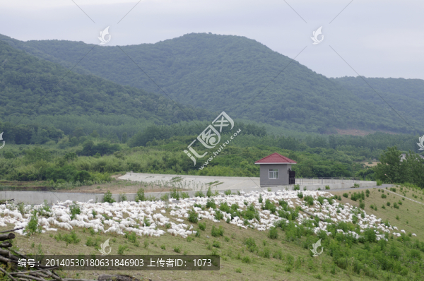 鵝群,養(yǎng)鵝場