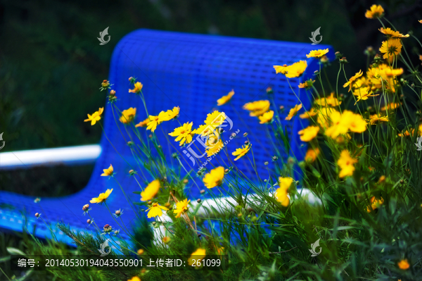 黃花和長椅（高清）