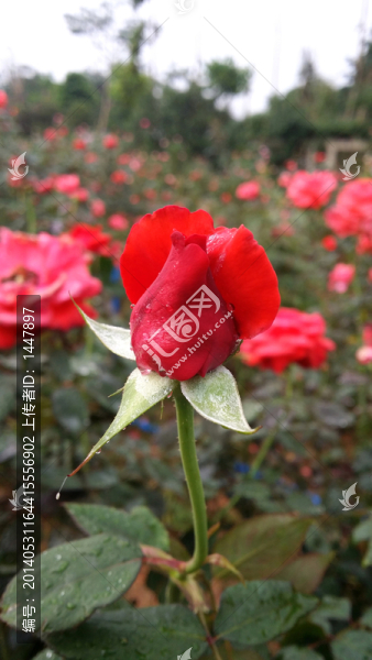 玫瑰花