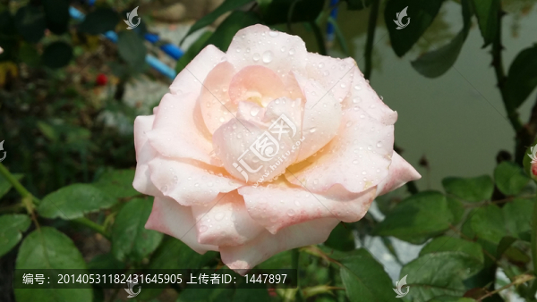 玫瑰花