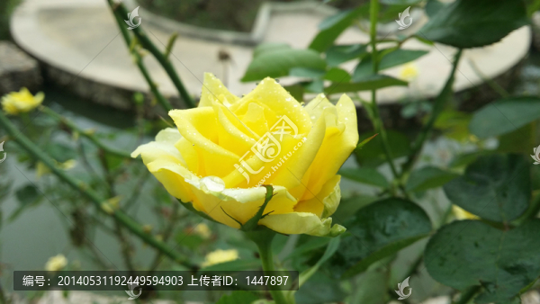 玫瑰花