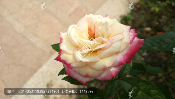 玫瑰花